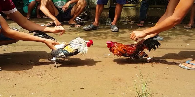 Đá Gà 1 Giới thiệu Đá Gà U888