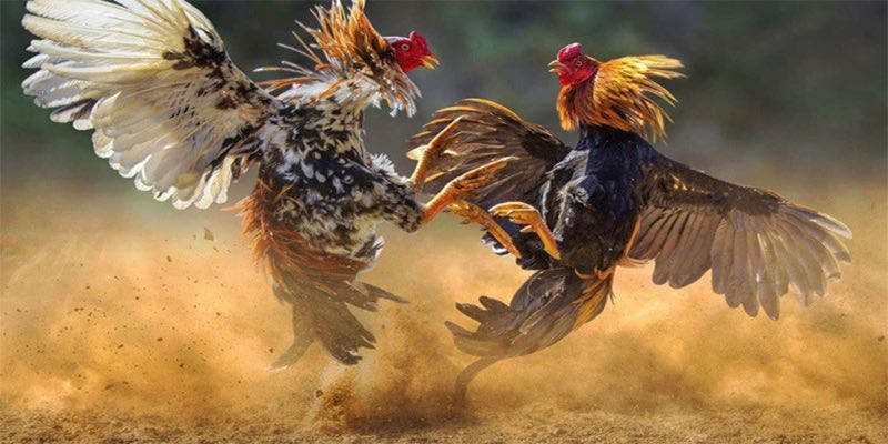 Đá Gà 2 Lời bình luận cực cuốn hút